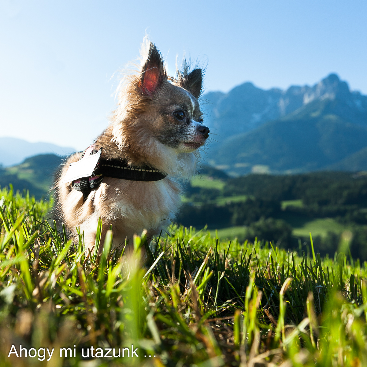 Dahlia az Alpokban Dahlia a csivava Ausztriában