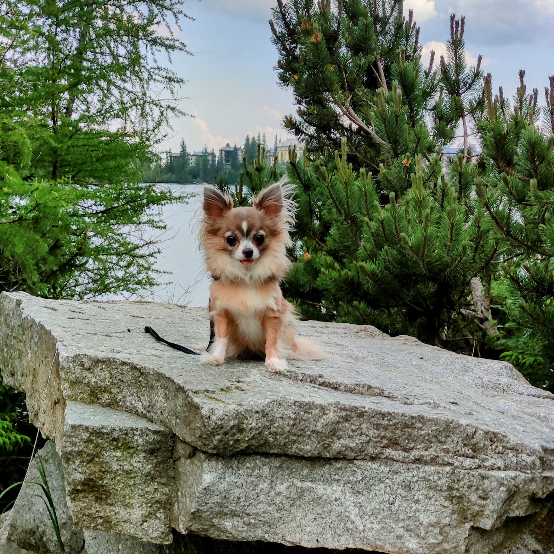 Dahlia szlovákia - zöld tó dahlia szlovákia - zöld tó