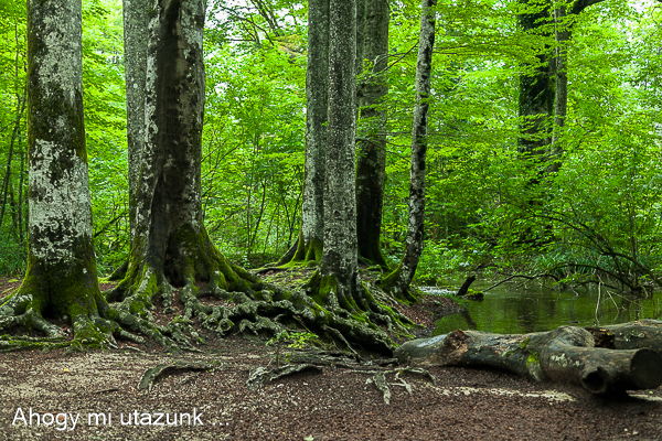 plitvicei tavak látnivalók 12