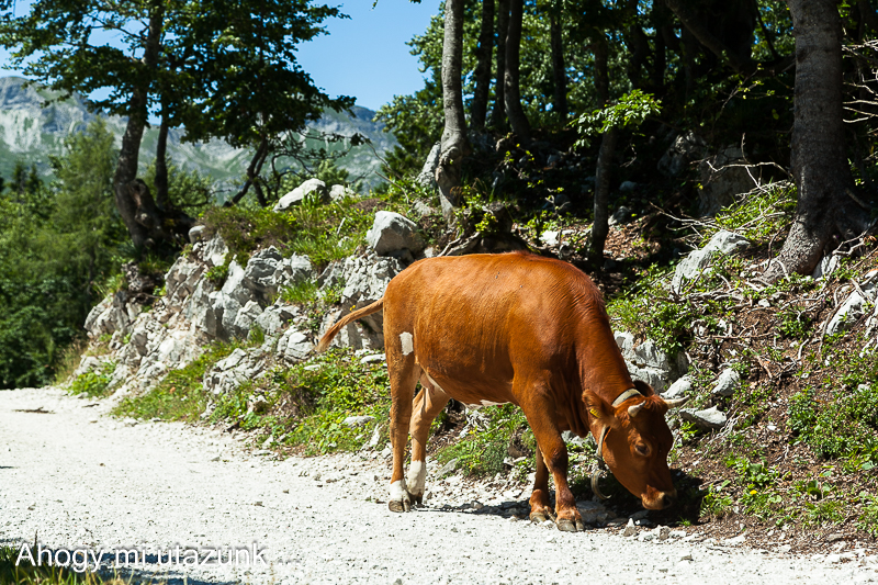 Szlovénia látnivalók - tehenek legelnek a hegyi ösvények mentén tehén az úton a vogel tetején - szlovénia